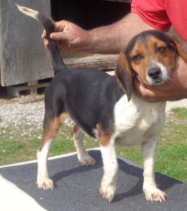 Johnston's Beagle Farm – AKC Registered Beagles