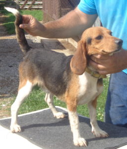 Johnston's Beagle Farm – AKC Registered Beagles