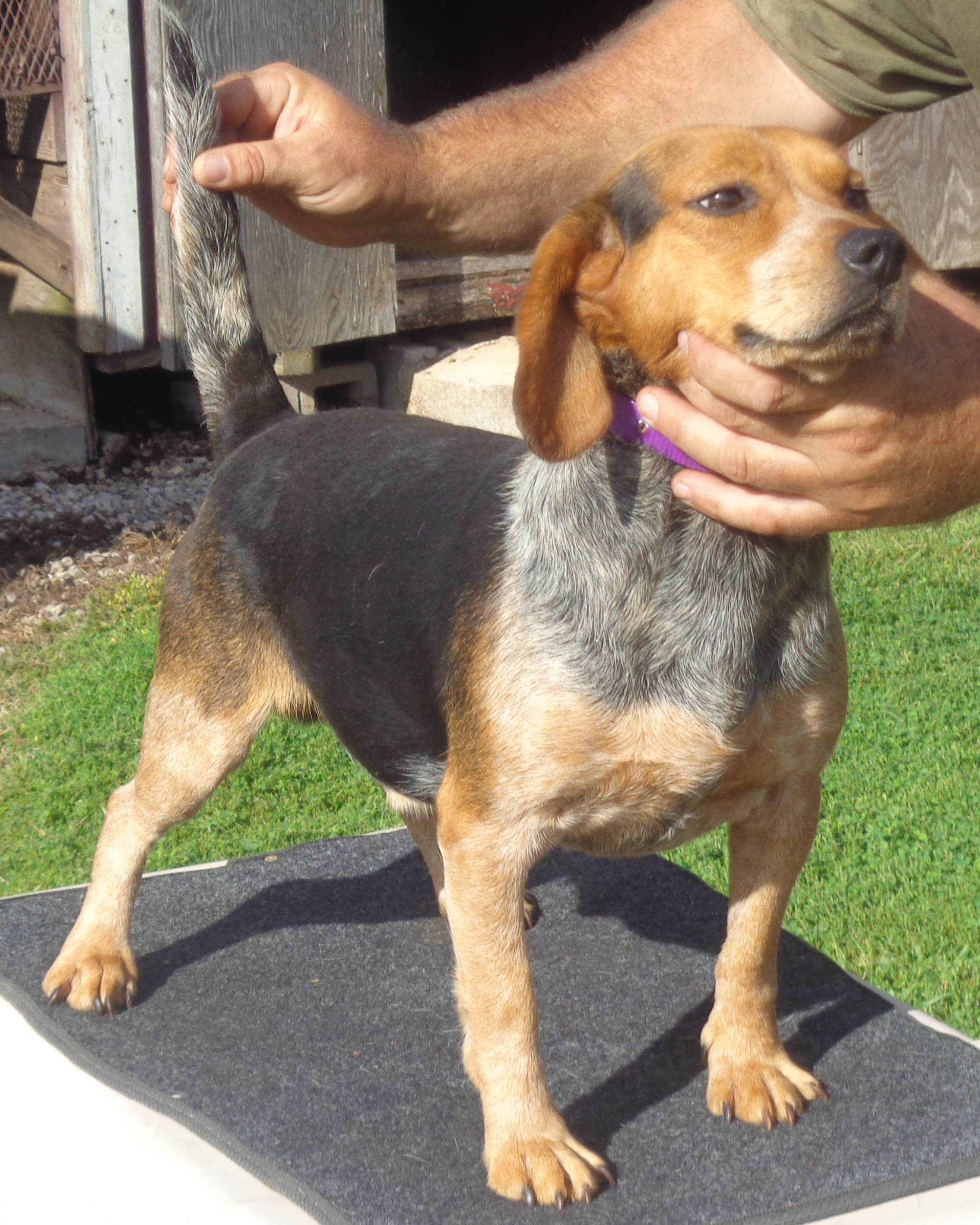 SproutP54GragePurlpe – Johnston's Beagle Farm
