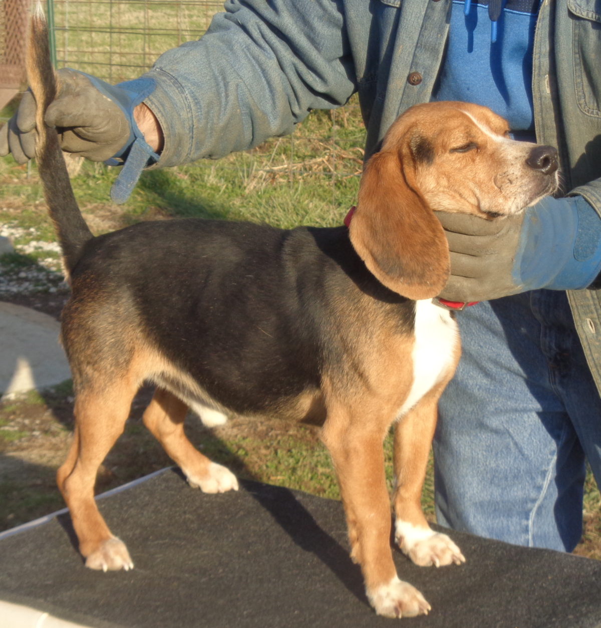 Spikep23Higgerson – Johnston's Beagle Farm