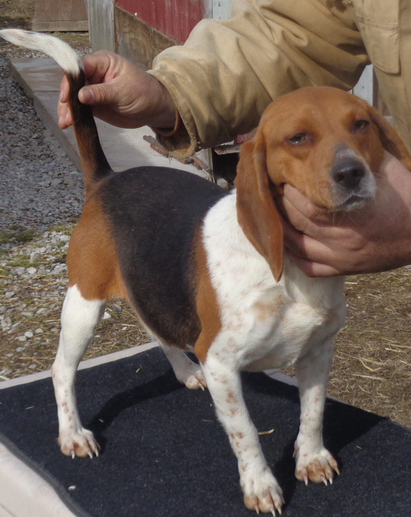 Annie P44PaleRICE – Johnston's Beagle Farm