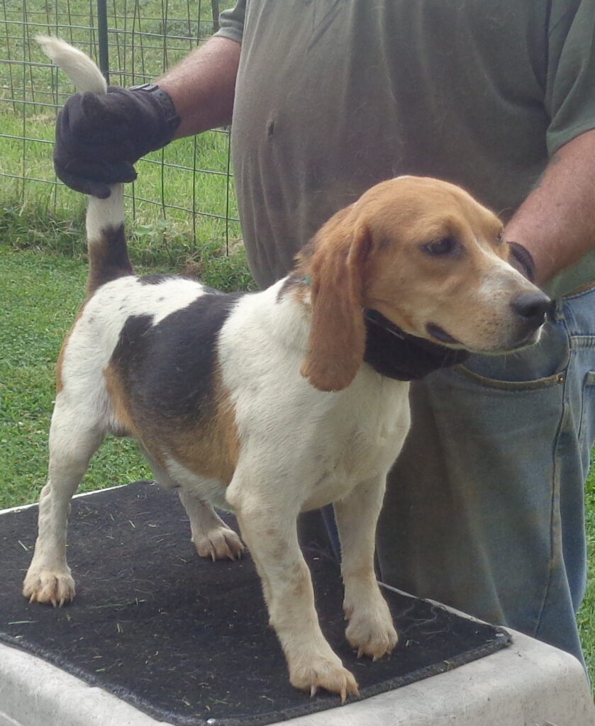 Johnston's Beagle Farm – Page 3 – AKC Registered Beagles