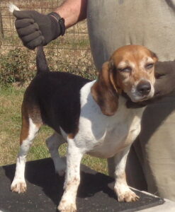 Johnston's Beagle Farm – AKC Registered Beagles