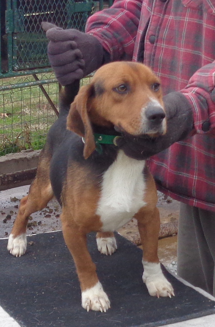 Johnston's Beagle Farm – AKC Registered Beagles