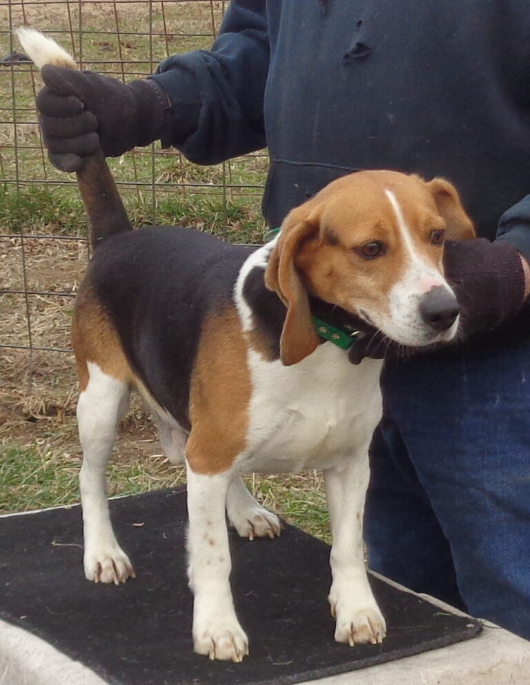 Johnston's Beagle Farm – Page 7 – AKC Registered Beagles