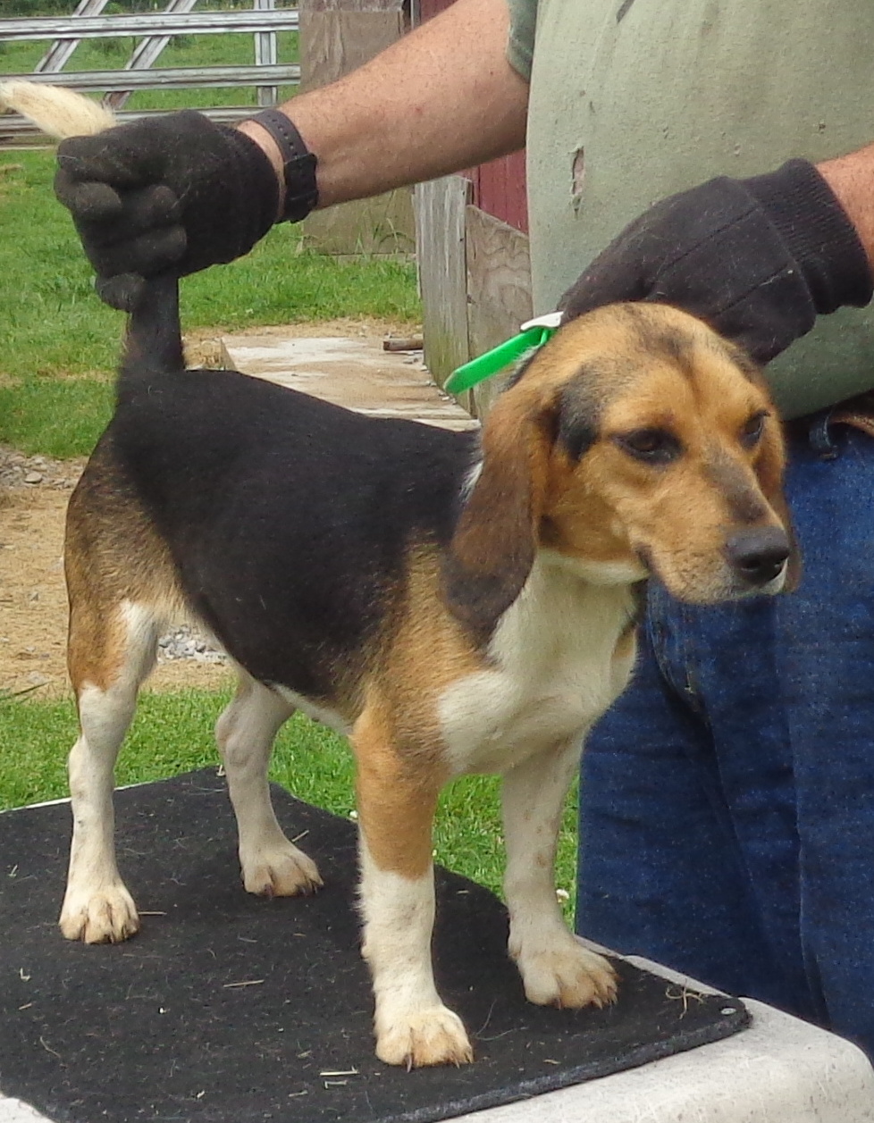 SHEGoP46LtGreen – Johnston's Beagle Farm