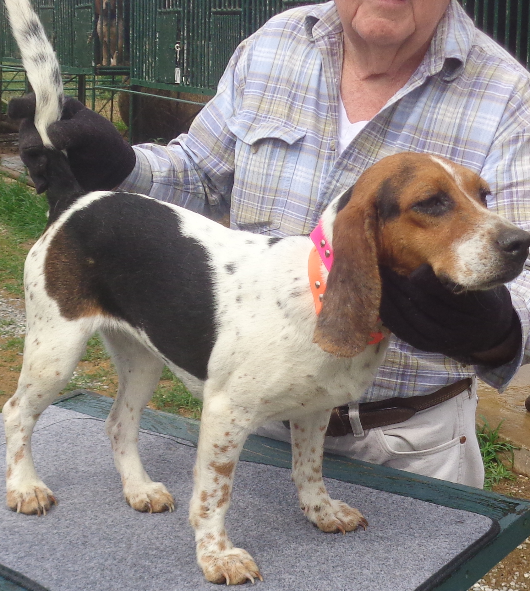 Johnston's Beagle Farm – AKC Registered Beagles