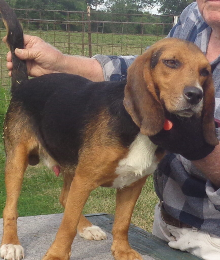 Johnston's Beagle Farm – AKC Registered Beagles