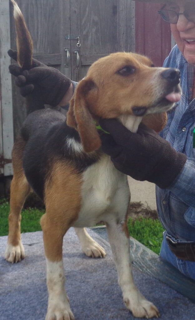 Beagle Raisin Johnston's Beagle Farm – AKC Registered Beagles