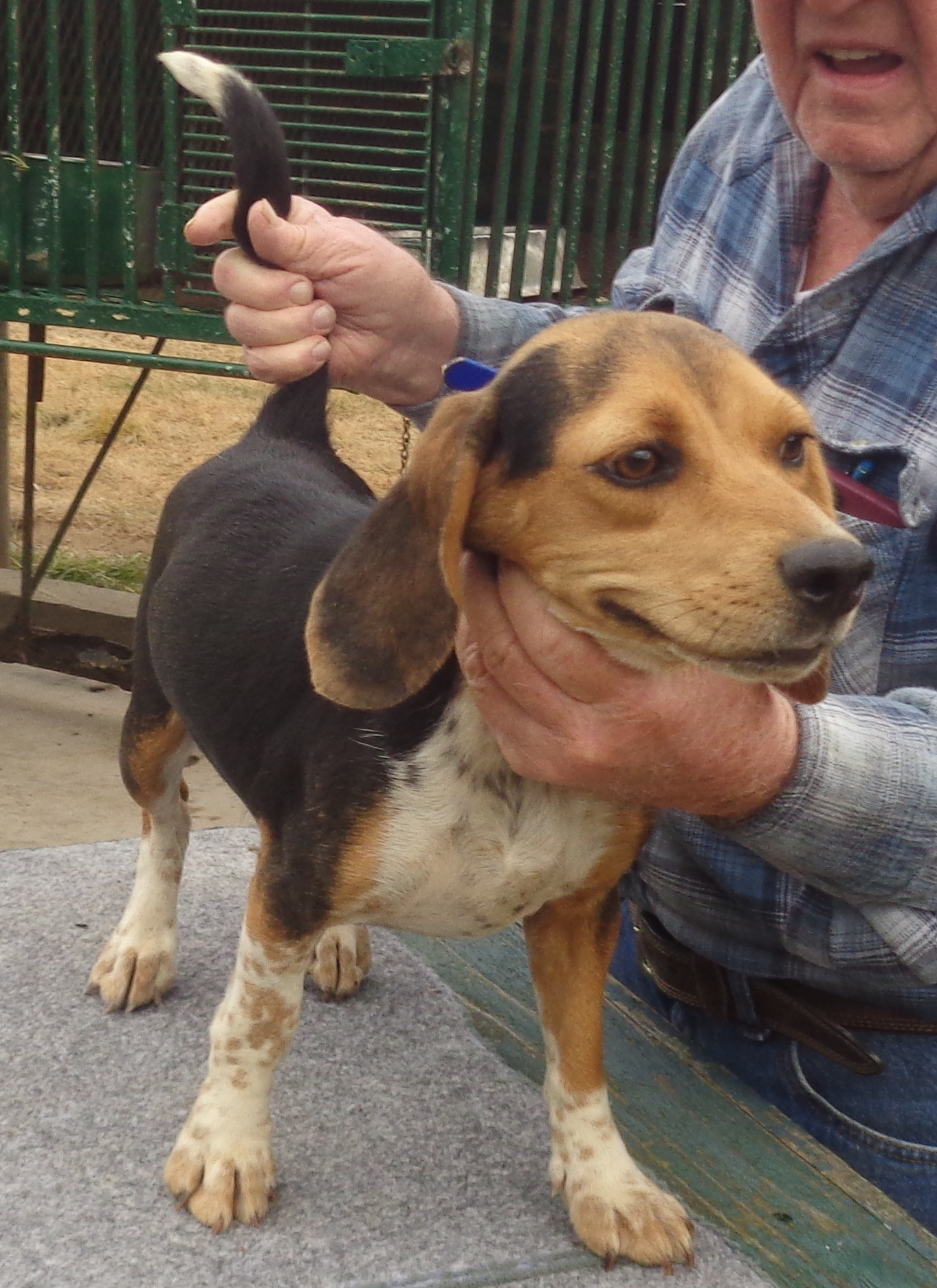 AKC REG. Bluetick X Good Rabbit Female SOLD Johnston's Beagle Farm