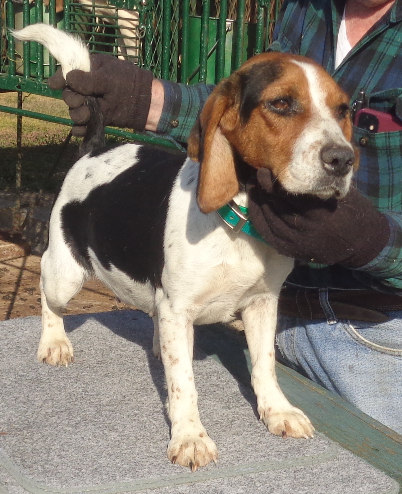 Johnston's Beagle Farm – AKC Registered Beagles