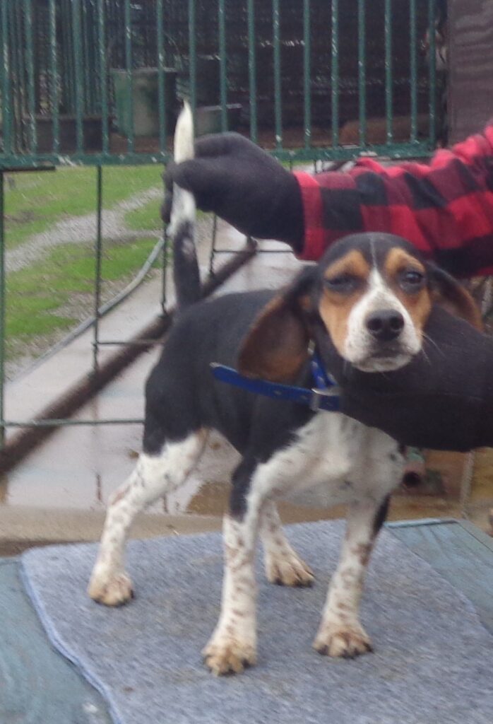 Johnston's Beagle Farm – AKC Registered Beagles