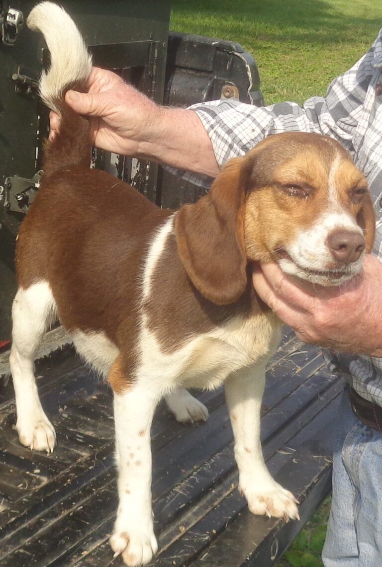 Johnston's Beagle Farm – AKC Registered Beagles