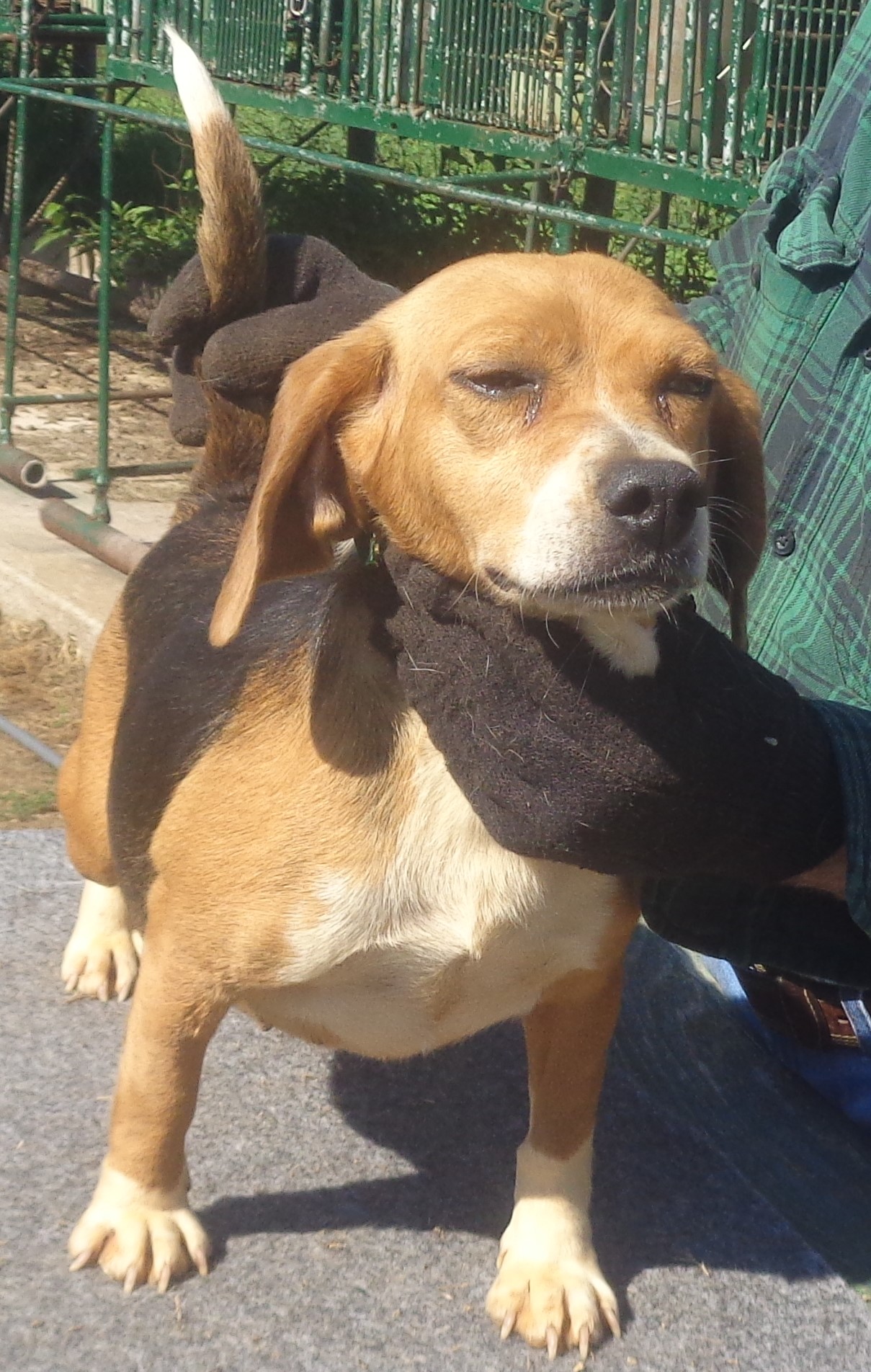 Johnston's Beagle Farm – AKC Registered Beagles