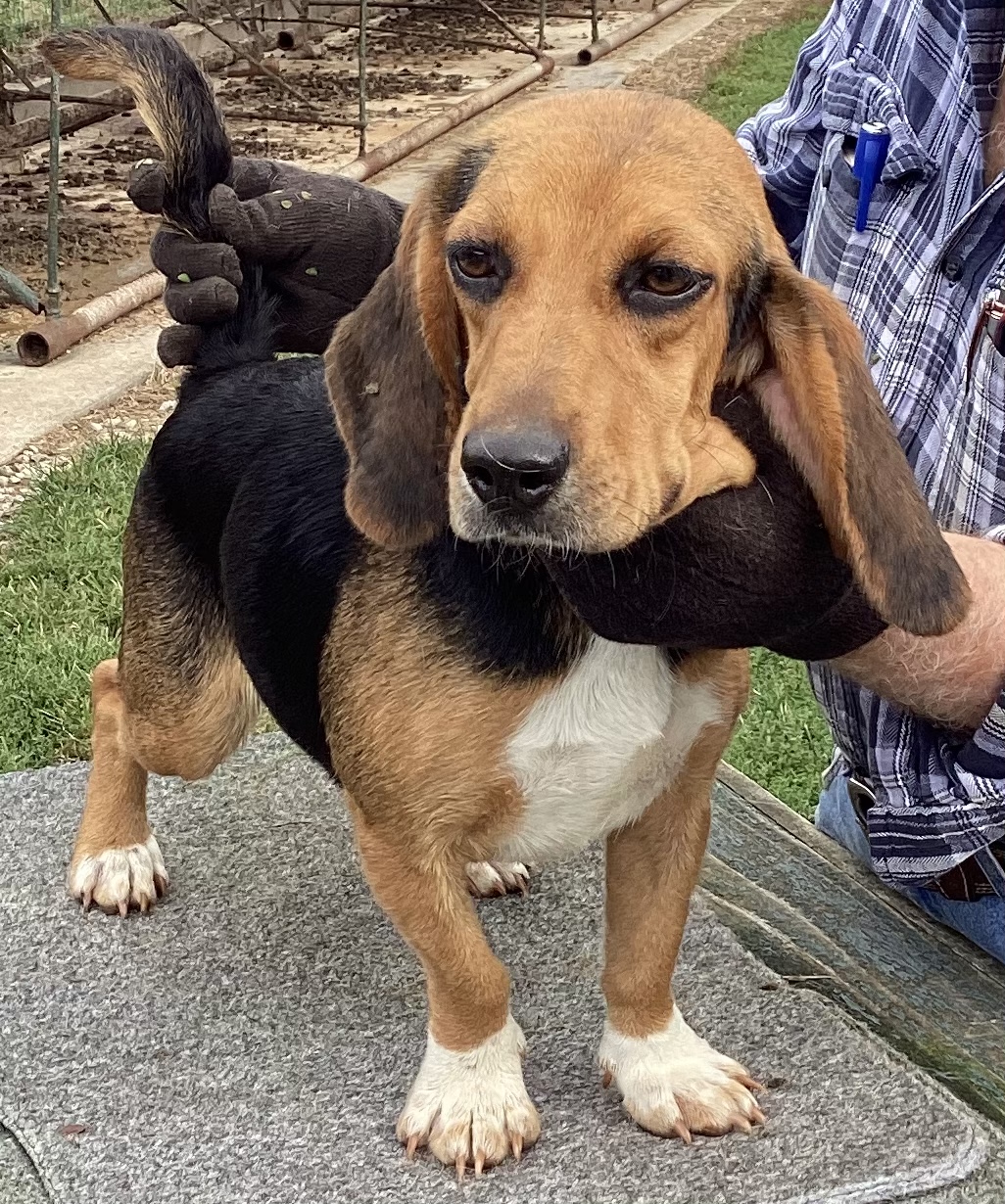 Johnston's Beagle Farm – AKC Registered Beagles