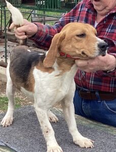 Akc best sale patch beagles